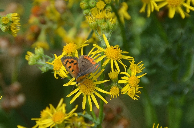 19 08 12_4760_edited-1.jpg - SMALL COPPER BUTTERFLY - HOOK WITH WARSASH - 19.8.12